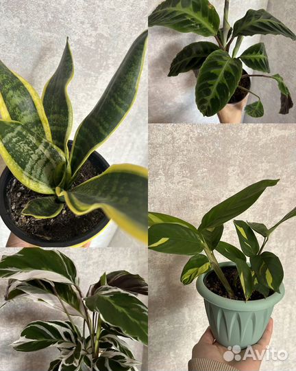 Калатеи, сансевиерия лауренти, ктенанта