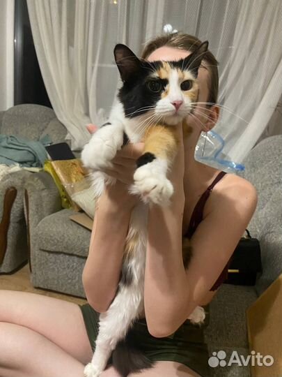 Кошечка Фрея в добрые руки