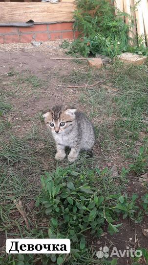 Вислоухие котята в добрые руки