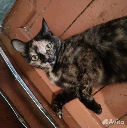 Ищем хозяев для кошки