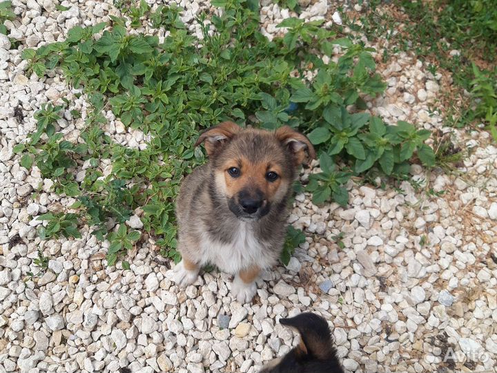 Собачки в добрые руки