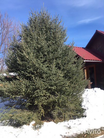 Ель голубая