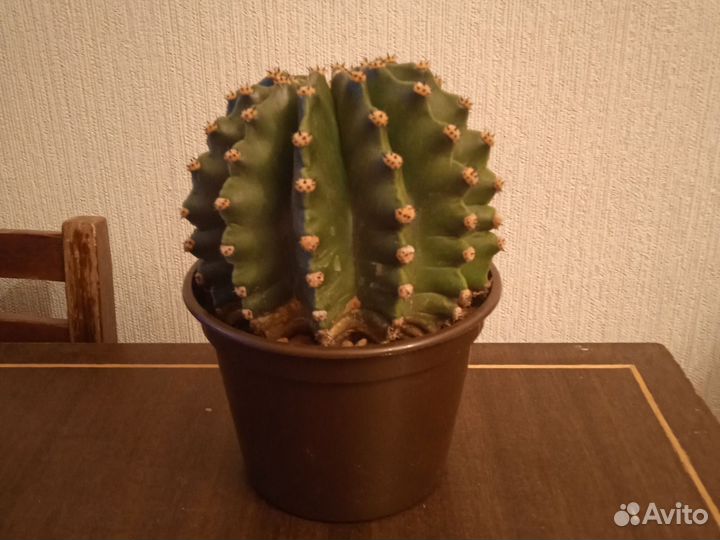 Кактусы и суккуленты