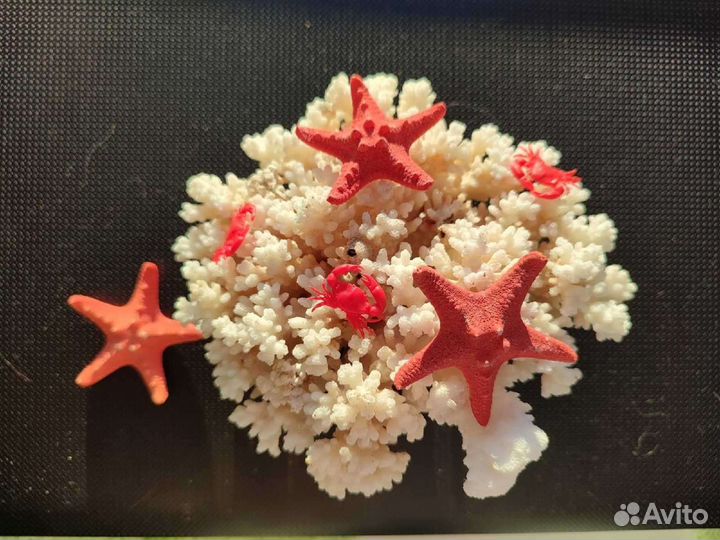 Коралл поциллопора