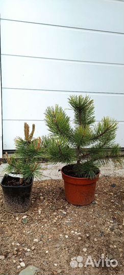 Сосна горная 3 (читайте описание)