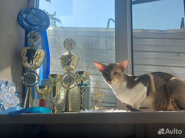 Ориентал на вязку