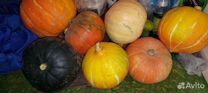 Чеснок,кабачки, тыква