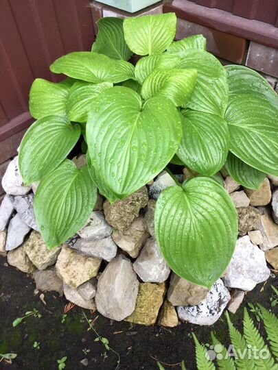 Хоста растение