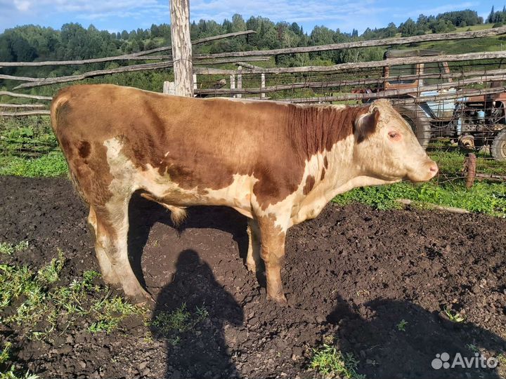 Бык и Корова и теленок