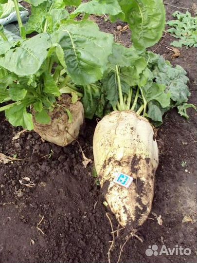 Семена кормовой свеклы 