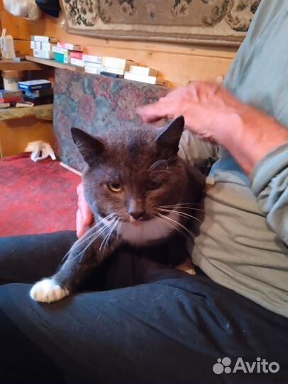 Одам в хорошие руки кота