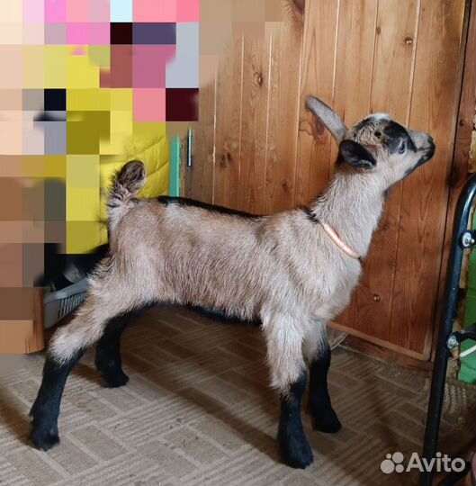 Альпийские козочки