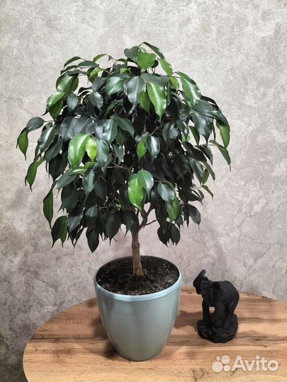 Фикус бенджамина