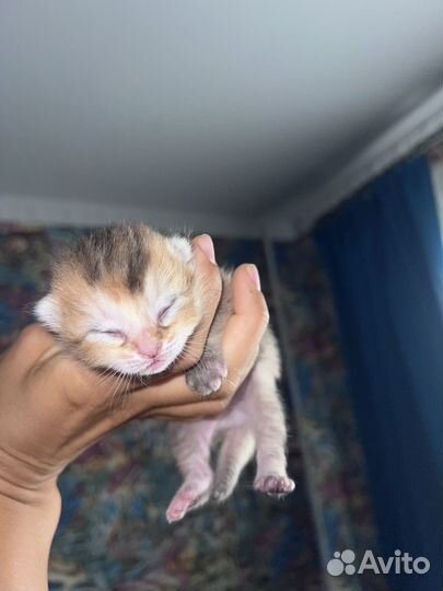 Отдам в добрые руки