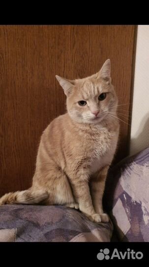 Рыжий добрый кот ищет дом в добрые руки