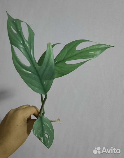 Эпипремнум pinnatum Cebu Blue