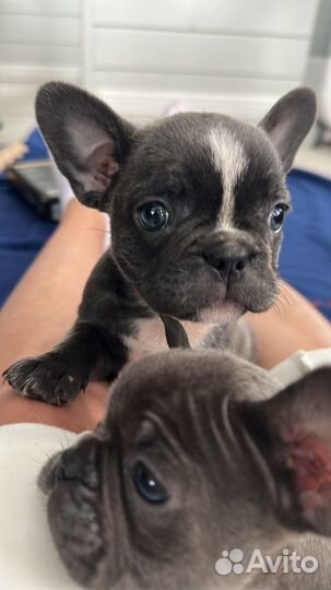 Французские бульдоги голубые в лилак программу