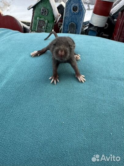 Декоративные крысята
