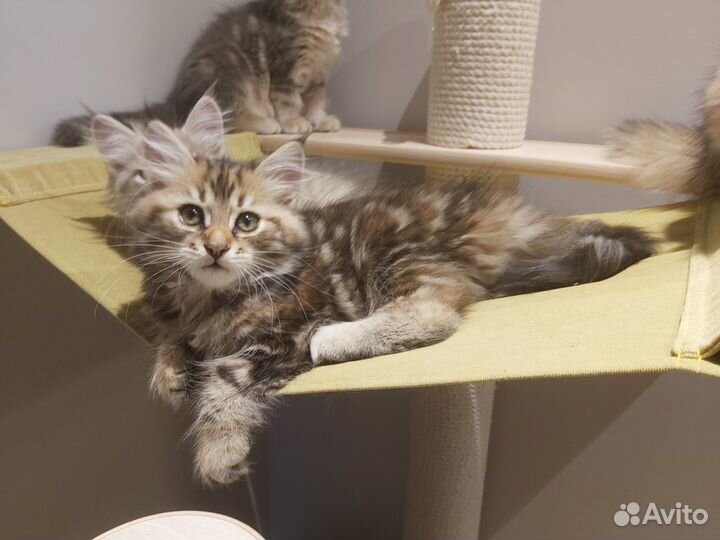 Сибирские котята. Питомник 