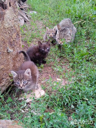 Котята в добрые руки бесплатно