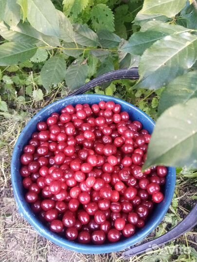 Вишня на веточке