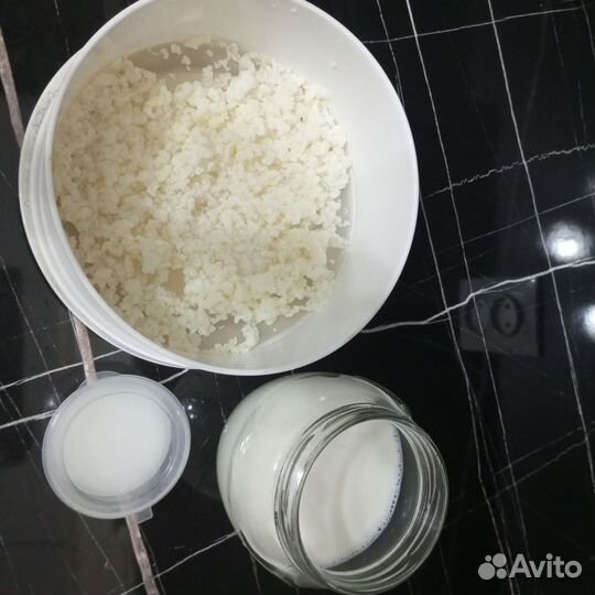 Тибетский молочный гриб