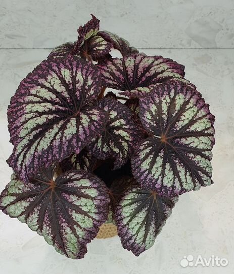 Бегонии сортовые