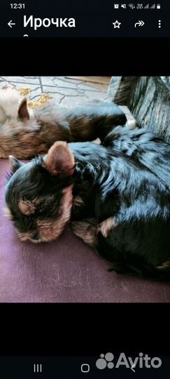 Йоркширский терьер щенки