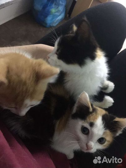 Кошки котята трехцветные