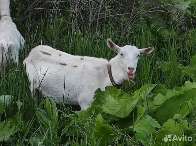 Козы, козёл