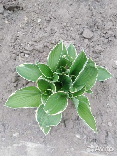 Растения для сада