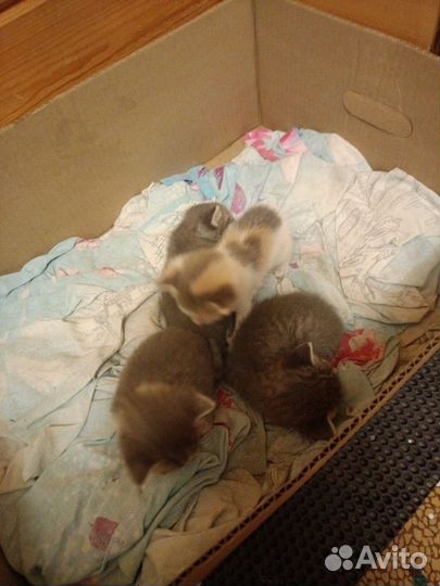 Котята в добрые руки