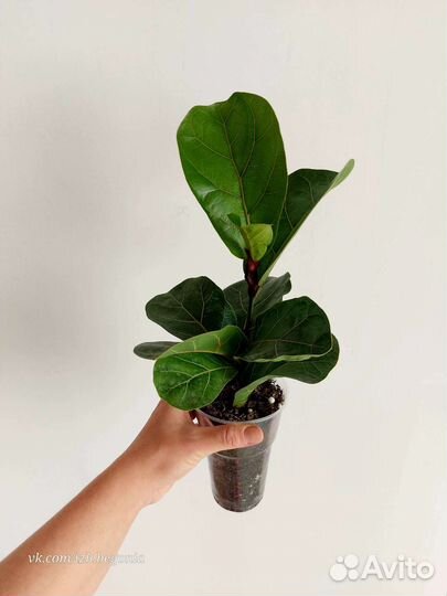 Фикус Лирата Колумнарис и Бамбино