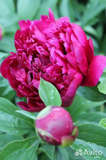 Пионы сорт kansas травянистый