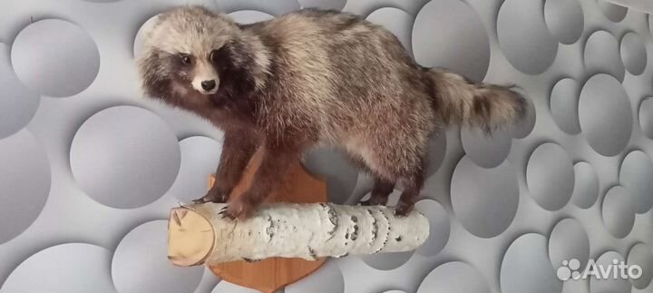 Добрый Енот