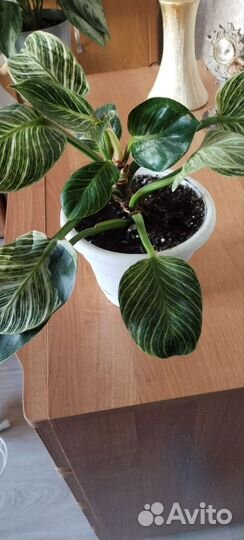 Филодендрон биркин