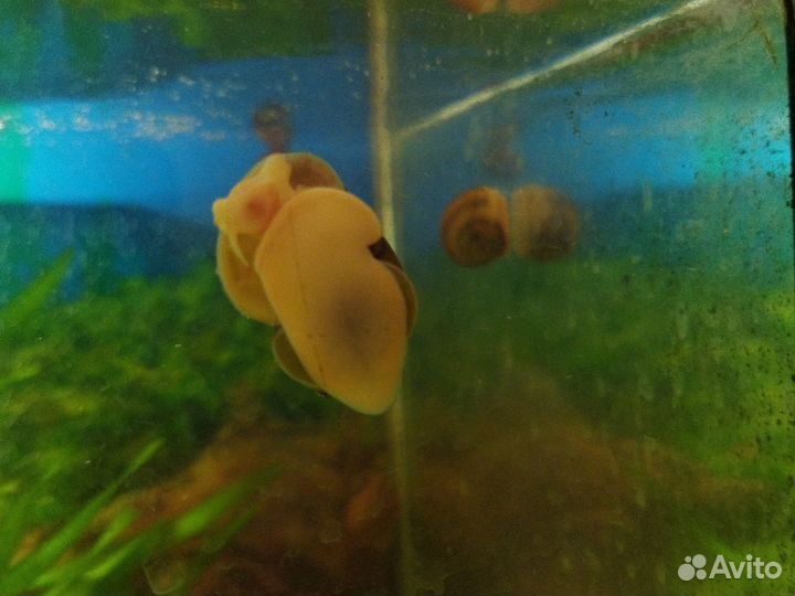 Меченосцы и улитки крупные