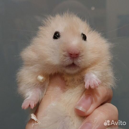 Хомяк Ангорский