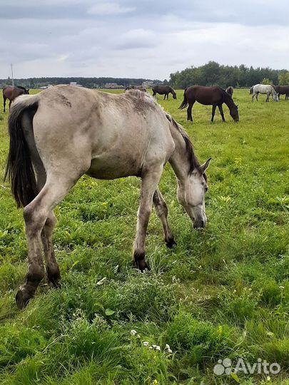 Продажа жеребчики