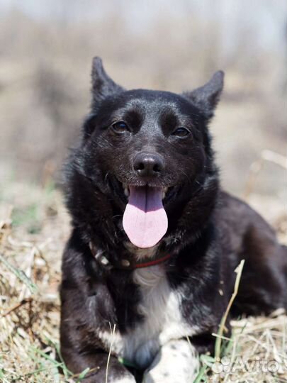 Маленькая собака в добрые руки
