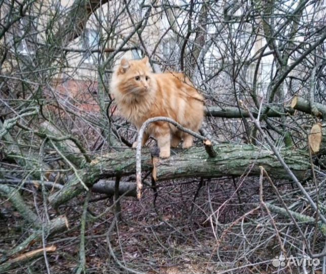 Кот кастрирован в добрые руки