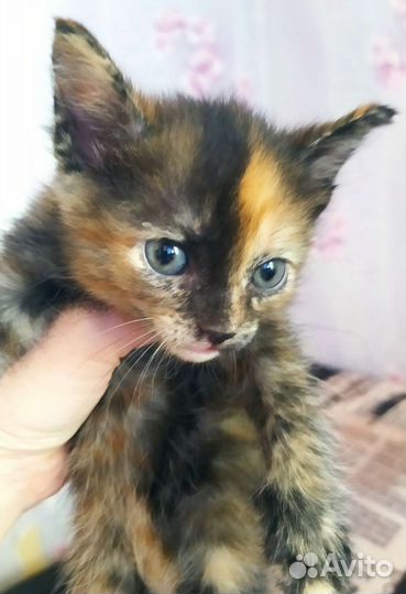 Кошечка в добрые руки