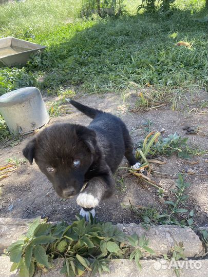 Щенки в добрые руки