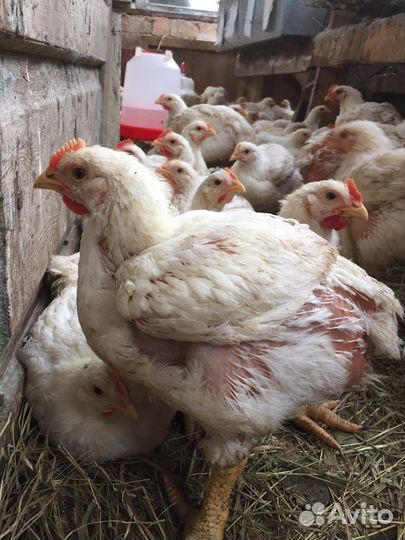 Куры бройлеры живым весом