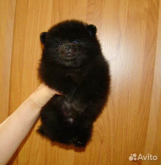 Шпиц мишка мальчишка