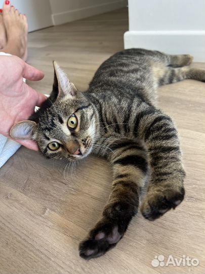 Котенок в дар