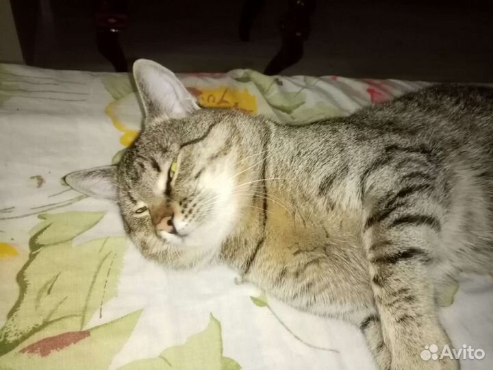 Котята отдам бесплатно