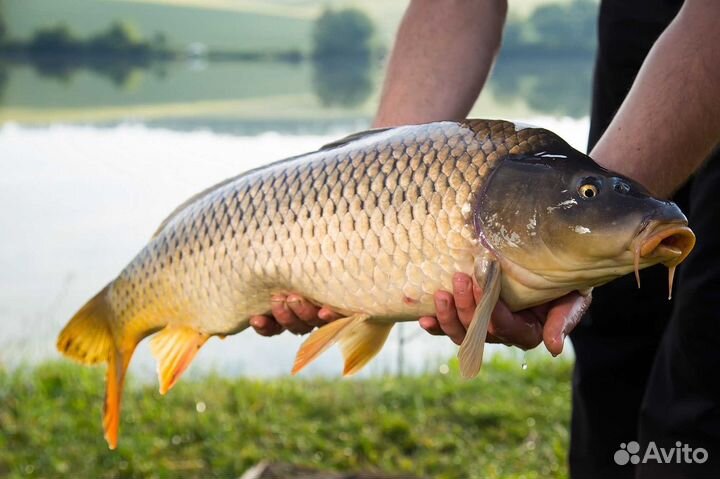 Рыбалка в Астрахани База отдыха