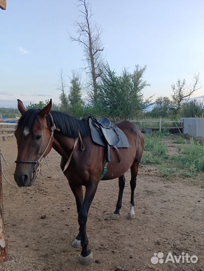 Продаю лошадь