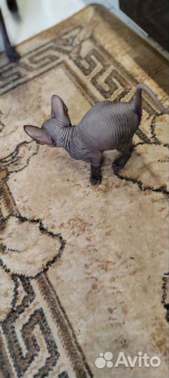 Продаются сфинксики